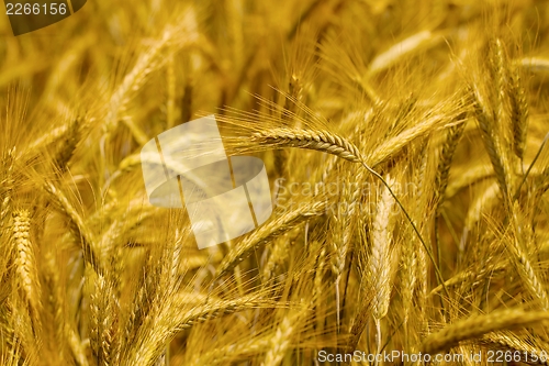 Image of Wheat