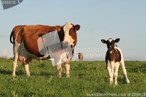 Image of Cows