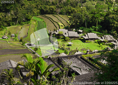 Image of Asia. View of the rice plantations