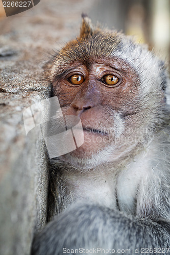 Image of Portrait of a sad monkey