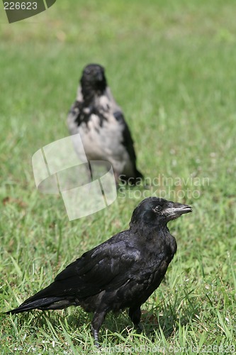 Image of Crows