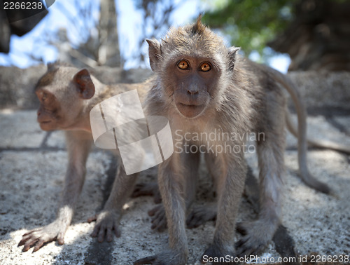 Image of Pair of young monkeys - crab-eating macaque, Bali.