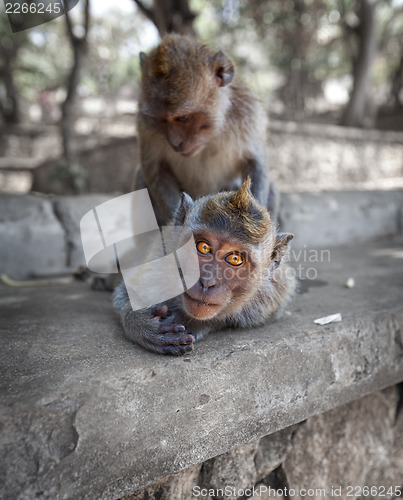 Image of Crab-eating macaques have fun