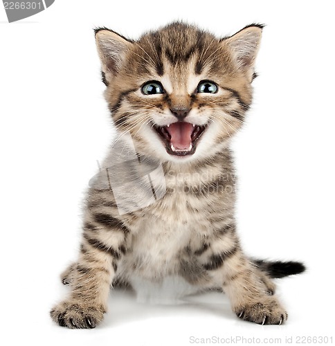 Image of beautiful cute little kitten meowing and smiling