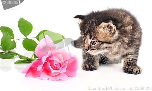 Image of  cute one month old kitten with a rose