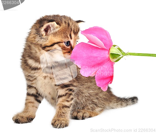 Image of  cute one month old kitten with a rose