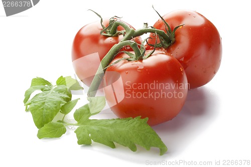 Image of fresh tomato with shadow isolated on white