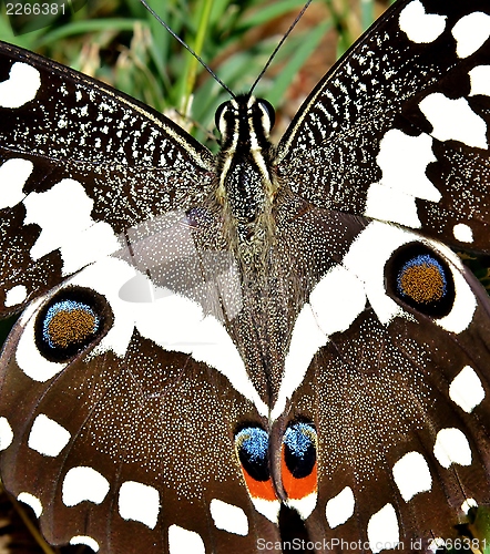 Image of Great emperor butterfly