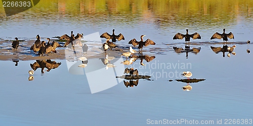 Image of Drying place for Cormorants