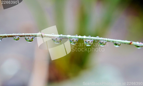 Image of Raindrops on flower stem