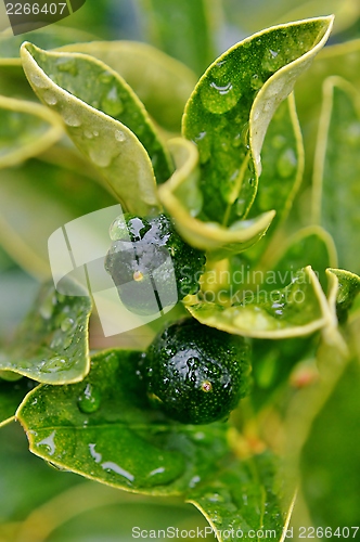 Image of Raindrops on Kumquat