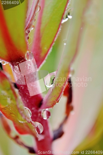 Image of Pink rain drop