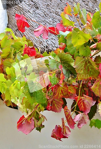 Image of Autum colors