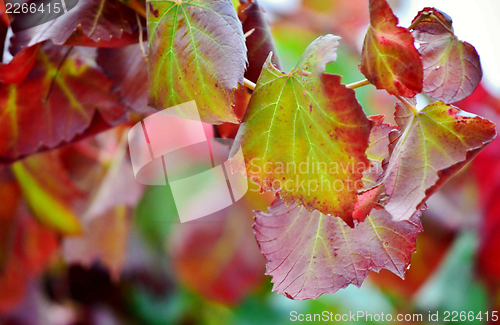 Image of Autum colors