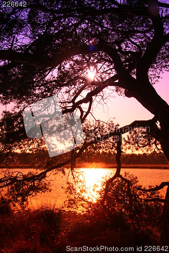 Image of Sunset in the Forest