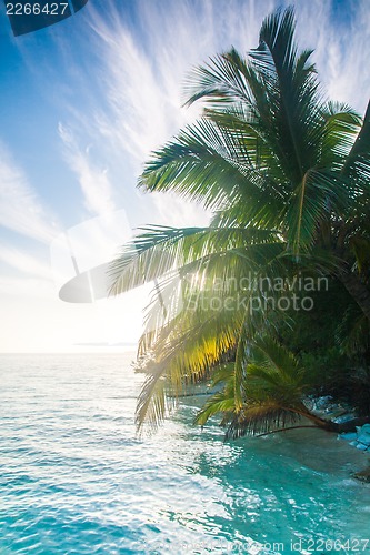 Image of Shining sun on nice beach with palm trees