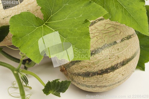 Image of ripe sliced melon isolated on white