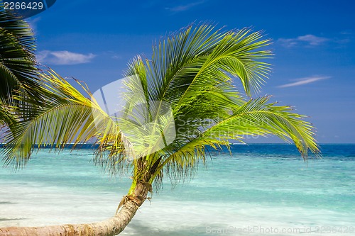 Image of tropical beach with coconut palm