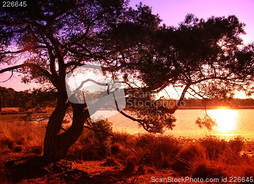 Image of Sunset near a lake in a Dutch Forest