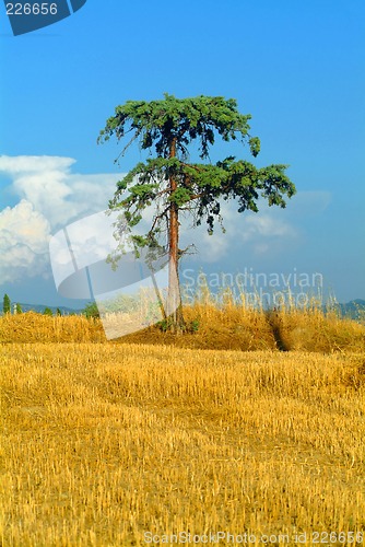 Image of tree