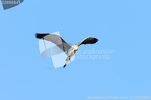 Image of Common heron