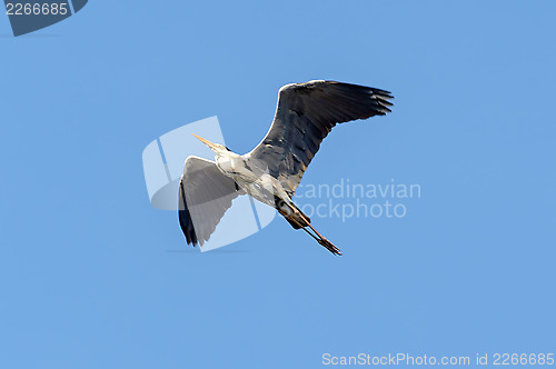 Image of Common heron