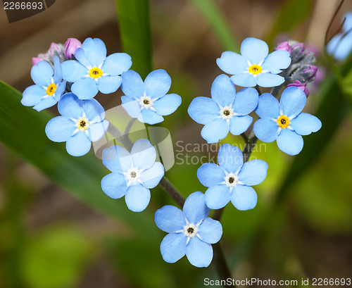 Image of Flowers forget-me-in the form of heart. 