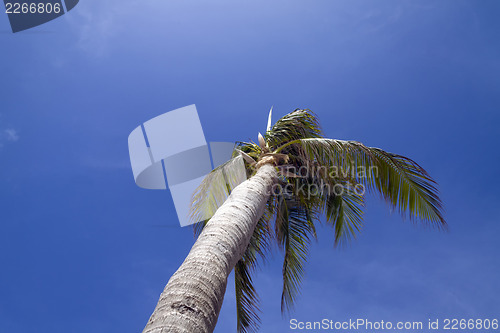 Image of Tall Palm Tree