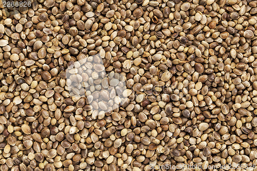 Image of hemp seed