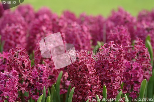 Image of violet  hyacinth