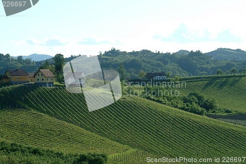 Image of vineyard