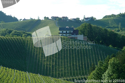 Image of vineyard