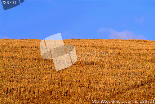 Image of cornfield