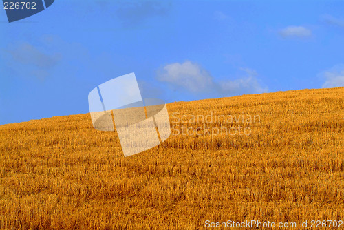 Image of cornfield