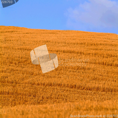 Image of cornfield