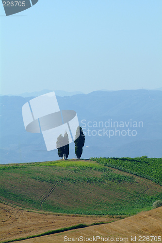 Image of cypresses