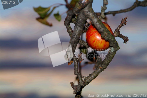 Image of apple in tree