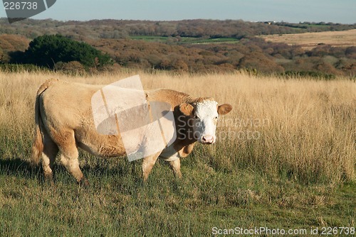 Image of cow on meadow