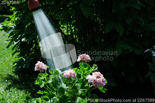 Image of Watering geraniums