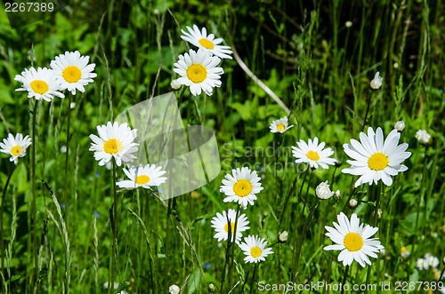 Image of Summer flowers