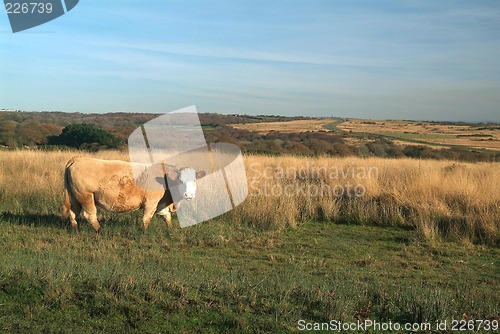 Image of cow on meadow
