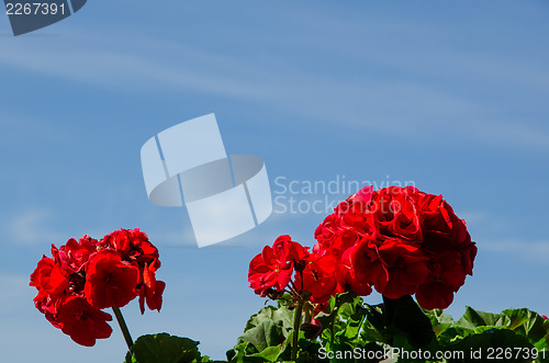 Image of Red geraniums