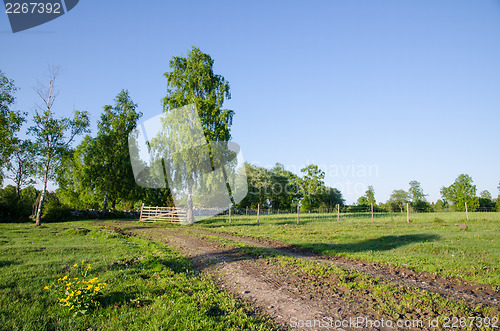 Image of Yellow flowers in rural landscape