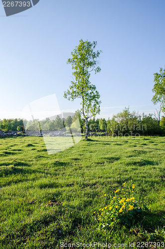 Image of Yellow flowers in green landscape