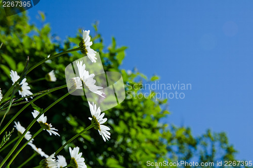 Image of Daisies at green background