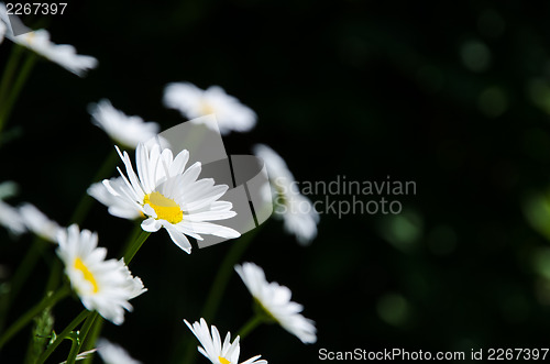 Image of Daisies at dark background