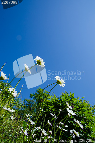 Image of Daisies at blue sky