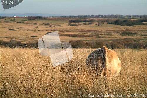 Image of cow on meadow