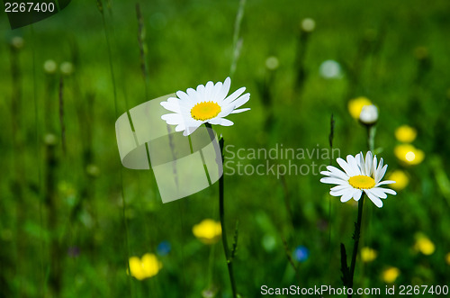 Image of Daisies in summer field