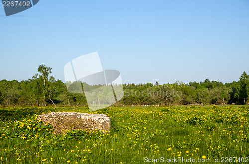 Image of Rock among yellow flowers